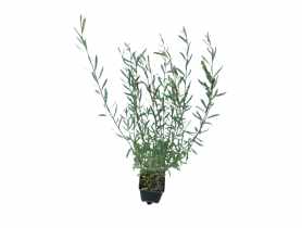 Wierzba purpurowa Salix nana Canyon Blue ŁAZUCCY