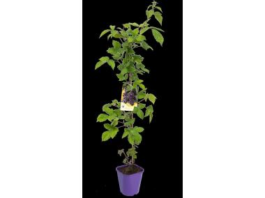 Zdjęcie: Jeżyna bezkolcowa C2 CLEMATIS