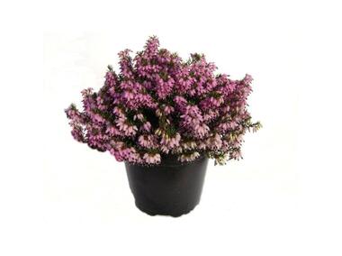 Zdjęcie: Wrzosiec wiosenny 11 cm CYGANEK