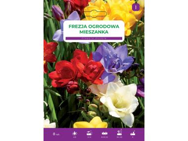 Zdjęcie: Frezja ogrodowa mieszanka LEGUTKO