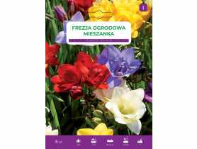Frezja ogrodowa mieszanka LEGUTKO