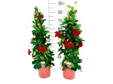 Zdjęcie: Kwiat doniczkowy Mandevilla Bush KAMA