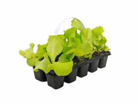 Sadzonki sałaty masłowej 10 szt. 4 FLOWER