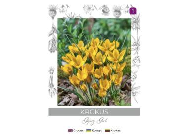 Zdjęcie: Krokus Gipsy Girl żółto-brązowy 5 sztuk W.LEGUTKO