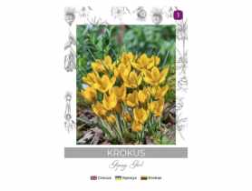 Krokus Gipsy Girl żółto-brązowy 5 sztuk W.LEGUTKO