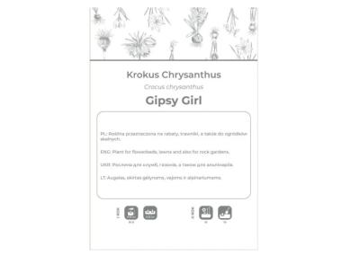 Zdjęcie: Krokus Gipsy Girl żółto-brązowy 5 sztuk W.LEGUTKO