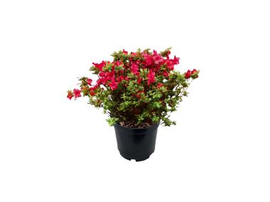 Zdjęcie: Azalia japońska Amoenum purpurowoczerwona ŁAZUCCY