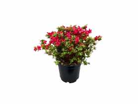 Azalia japońska Amoenum purpurowoczerwona ŁAZUCCY