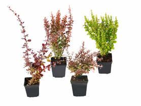 Berberys mix kolorów C2 4FLOWER