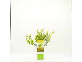 Trzmielina Emerald n Gold GARTENLAND