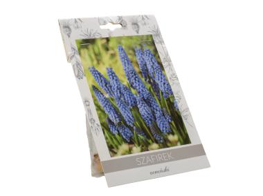 Zdjęcie: Szafirek armeński W.LEGUTKO