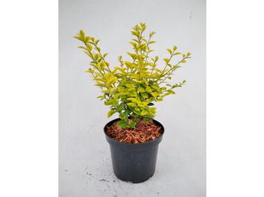 Zdjęcie: Ligustr pospolity Aureum C2 20-30 cm ŁAZUCCY
