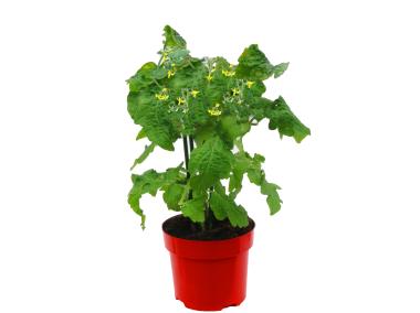 Zdjęcie: Pomidor sadzonka fioletowy 4 FLOWER