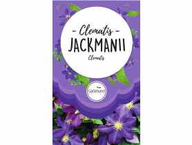 Clematis fioletowy Jackmanii GATTENLAND