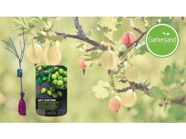 Zdjęcie: Agrest zielony biały na pniu GARTENLAND