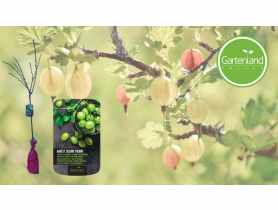 Agrest zielony biały na pniu GARTENLAND