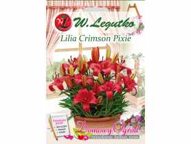 Lilia Crimson Pixie czerwona W.LEGUTKO
