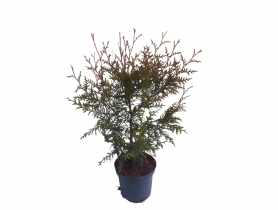 Thuja occidentalis Brabant ŁAZUCCY