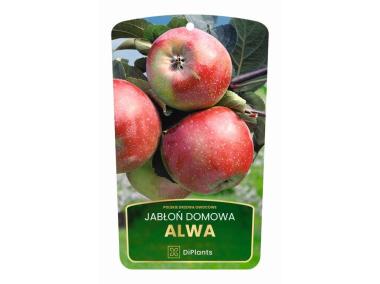 Zdjęcie: Drzewo owocowe jabłoń Alwa sadzonka w balocie DIPLANTS