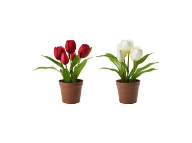 Zdjęcie: Tulipan doniczkowy 7x7 cm CYGANEK