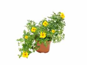 Bidens 4FLOWER