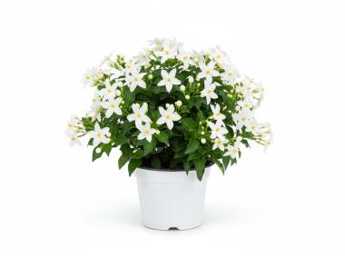 Zdjęcie: Roślina Solanum 14 cm KAMA