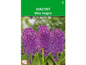 Hiacynt Hyacinthus orientalis fioletowopurpurowy W.LEGUTKO