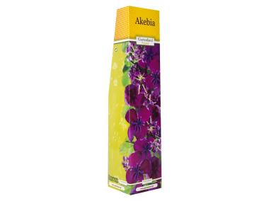 Zdjęcie: Akebia GARTENLAND