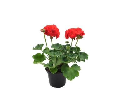 Zdjęcie: Pelargonia Zonale 6-pak CYGANEK
