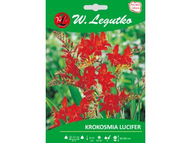 Zdjęcie: Krokosmia Lucifer seria tradycyjna W.LEGUTKO