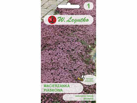 Macierzanka piaskowa W.LEGUTKO