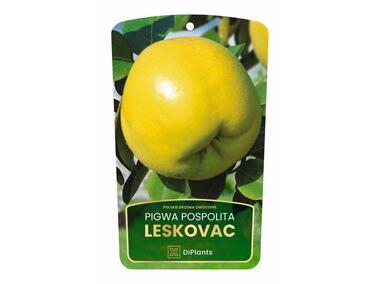 Zdjęcie: Drzewo owocowe pigwa Leskovac sadzonka w balocie DIPLANTS