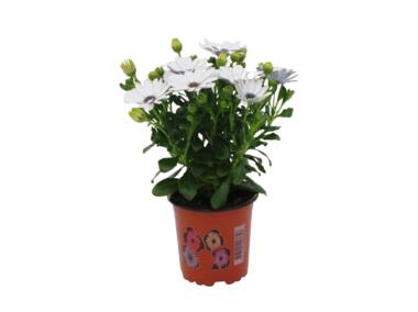 Zdjęcie: Stokrotka afrykańska mix kolorów 4FLOWER