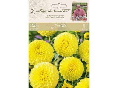 Zdjęcie: Dalia ogrodowa Lucilla kolekcja dalii W.LEGUTKO