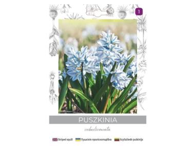 Zdjęcie: Puszkinia cebulicowata biało-niebieska 8 sztuk W.LEGUTKO