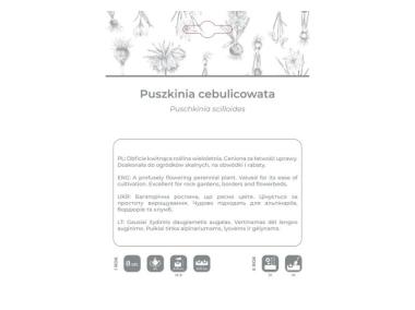 Zdjęcie: Puszkinia cebulicowata biało-niebieska 8 sztuk W.LEGUTKO