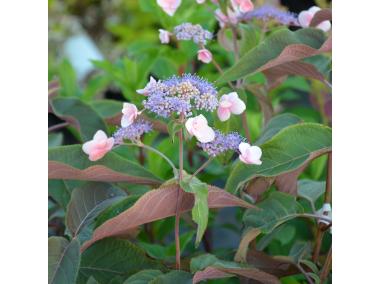 Zdjęcie: Hortensja kosmata C2 CLEMATIS