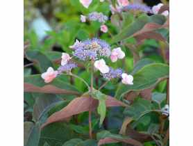 Hortensja kosmata C2 CLEMATIS