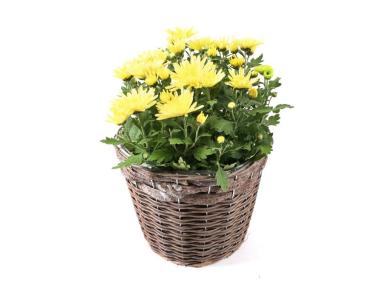 Zdjęcie: Osłonka na doniczkę z folią 31x23 cm duża TIN TOURS