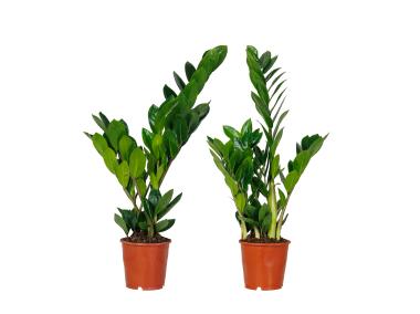 Zdjęcie: Kwiat doniczkowy Zamioculcas D12 KAMA