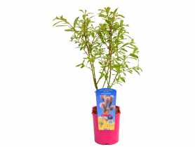 Wierzba smukłoszyjkowa C2 CLEMATIS