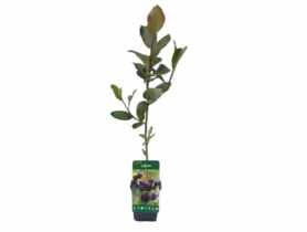 Aronia P9 CLEMATIS