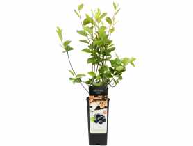 Aronia GARTENLAND