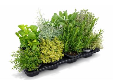 Zdjęcie: Zioła w doniczce 14 cm KAMA