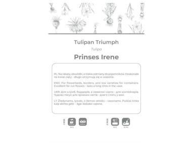 Zdjęcie: Tulipan Prinses Irene pomarańczowy z brązowymi smugami 3 sztuki W.LEGUTKO