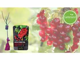 Porzeczka czerwona na pniu GARTENLAND