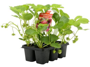 Zdjęcie: Truskawka Pandora GARTENLAND