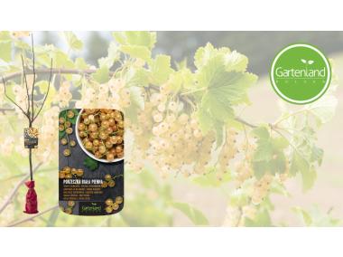 Zdjęcie: Porzeczka biała na pniu - balot GARTENLAND