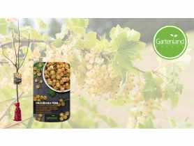 Porzeczka biała na pniu - balot GARTENLAND