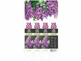 Lilak Katherine Havemeyer GARTENLAND